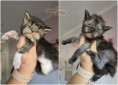 /album/o5-alom-litter/heart-stealer-n5-litter-03-weeks-old-01-jpg/